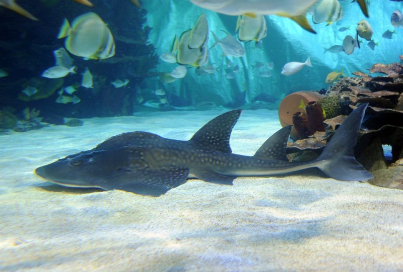 Tropicarium Budapest, Největší středoevropský mořské akvárium - WellnessTips